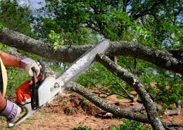 How Our Tree Care Process Works  in  Holladay, UT