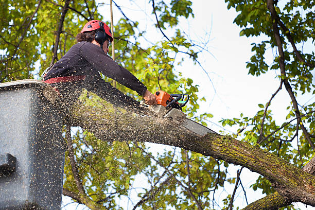 Reliable Holladay, UT Tree Care Solutions